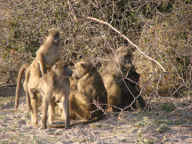 Baboons