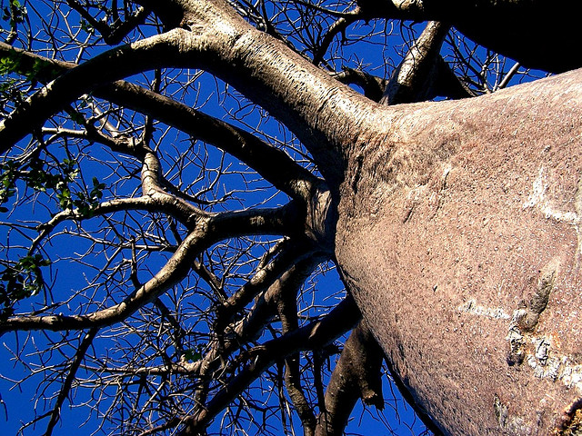 Baobab Tree Botswana
