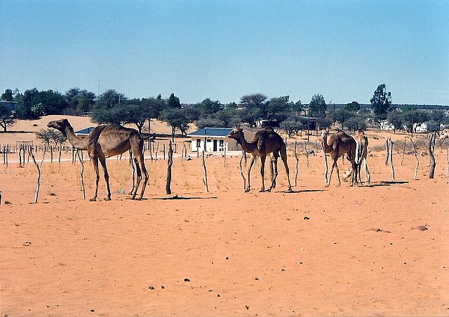 Domesticated camels -Tshabong, Botswana, Kalahari Desert