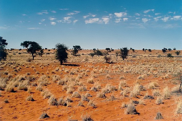 Namibia, Kalahari Desert