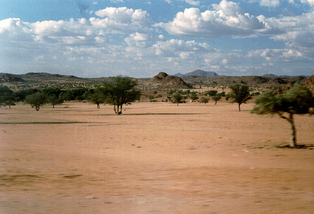 Vegetation in Kalahari Desert