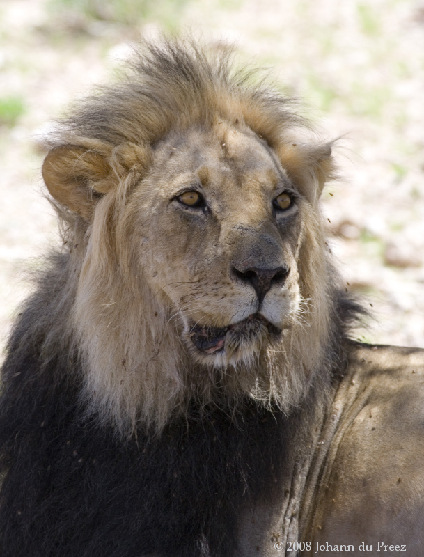 Kalahari-Lion(Panthera-leo)