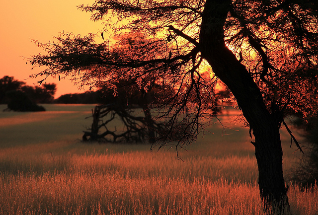 Kalahari Desert Vegetation