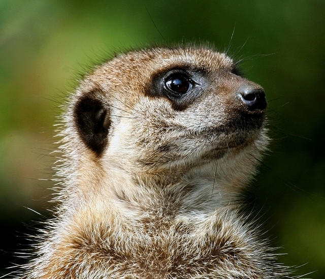 Meercat