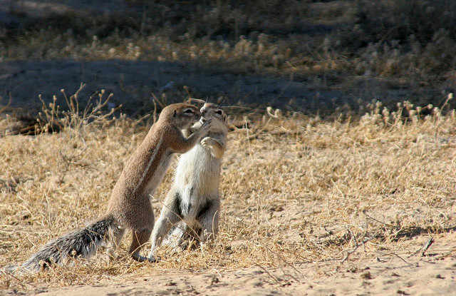 Meercats