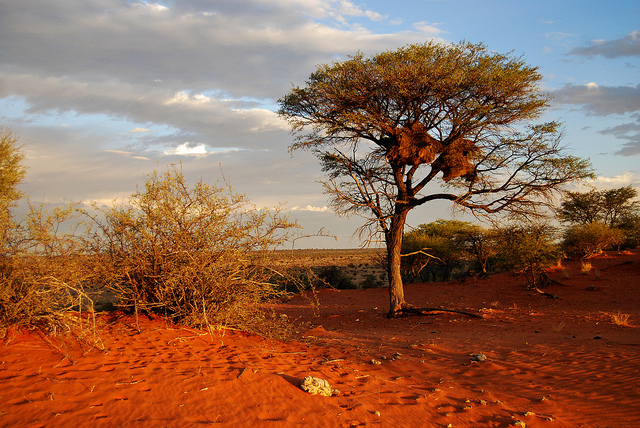 Gurun Kalahari