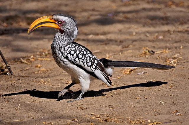 Southern Yellow billed Hornbill, Botswana