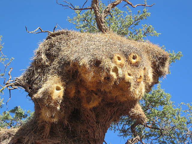 Kalahari Desert, Nambia