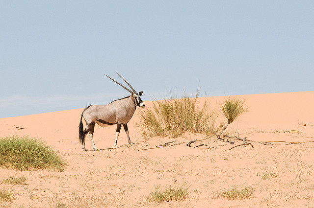 Oryx Gazella, Kruger National Park